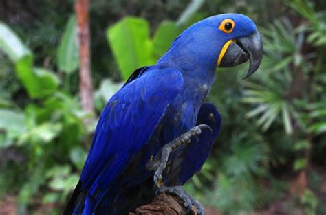 hyacinth-macaw