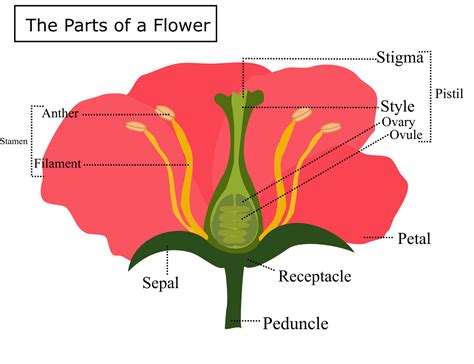 Anatomy of a flower.The Parts of a flower.Plant morphology or phytomorphology.Inforgraphic ...