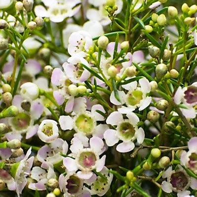 White Waxflower - Florabundance Wholesale Flowers