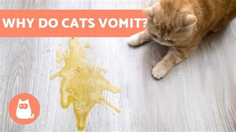 Types Of Cat Vomit White - YASWMY