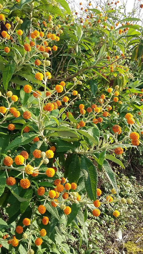 Buddleja globosa, Orange Ball Tree, shrub, bee plant, evergreen, hedge ...