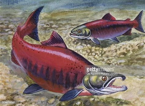 Sockeye Salmon or Red Salmon , Salmonidae, drawing. | Salmon drawing ...