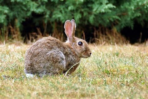 European Hare: Facts, Lifespan & Habitat (With Pictures) | Pet Keen