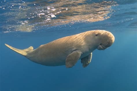 Otvoreno more - Dugong pripada redu Sirenia i zaista je neobičan ...