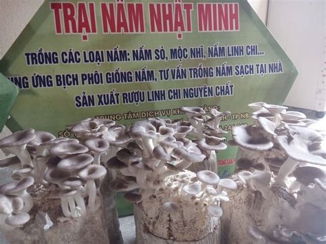 Kỹ thuật tự trồng nấm sò (nấm bào ngư) tại nhà - Linh chi Nhật Minh ...