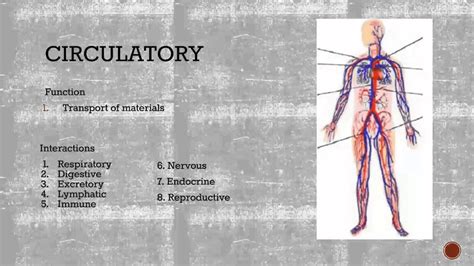 Human Body System Interactions - YouTube