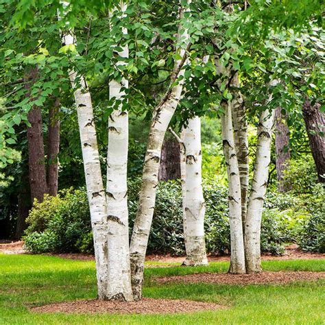 White Birch Trees for Sale – FastGrowingTrees.com