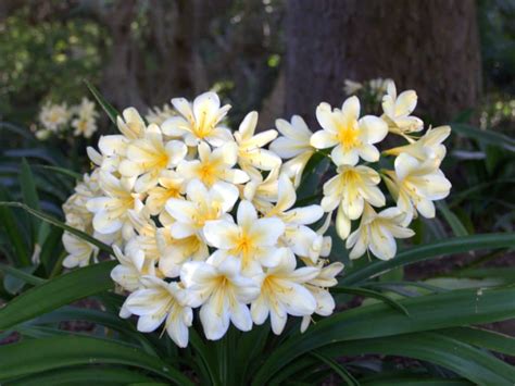 Clivia miniata var. citrina (Yellow Clivia) is an evergreen perennial up to 32 inches (80 cm ...