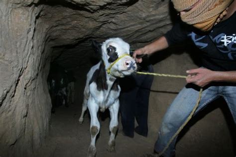 The Pessoptimist: Egypt floods Gaza tunnel with sewage water: three dead