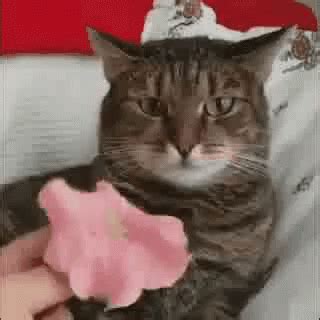 Cat Confused GIF - Cat Confused - Discover & Share GIFs