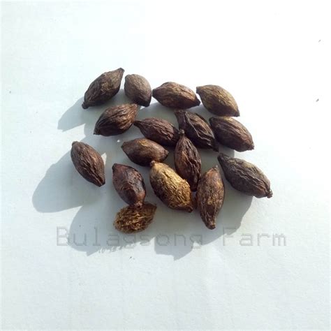 African Talisay Seeds (5 / 10 / 25 SEEDS) | Shopee Philippines