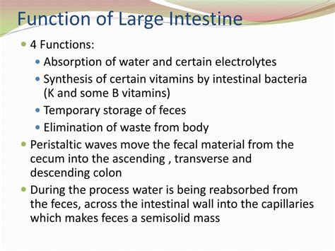 Large Intestine Function | Bruin Blog