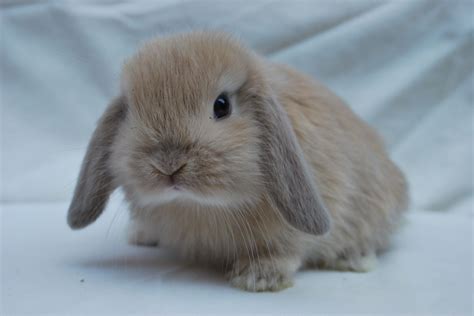 Mini Lop Baby Rabbits - ready soon | Brighton, East Sussex | Pets4Homes