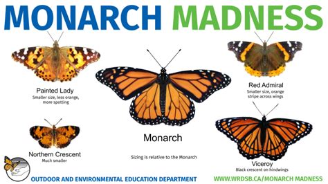 Monarch Identification (Outdoor and Environmental Education)