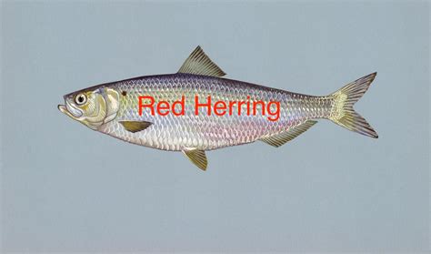 red herrings in stories Archives - Zoe M. McCarthy