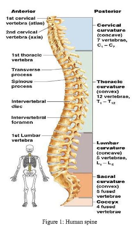 Figure 1 from Mechanical properties of the human vertebrae between ...