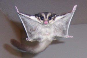 Why Are Sugar Gliders Such Controversial Pets? - GeoZoo.org