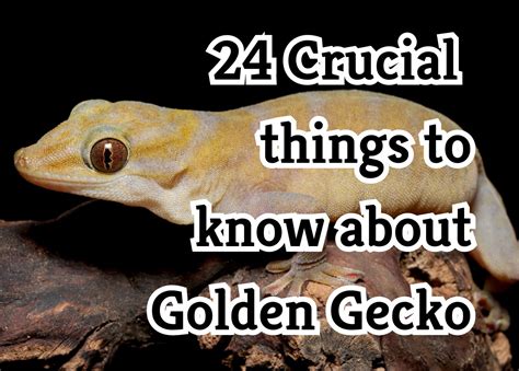 Essential Facts to Know About Golden Geckos