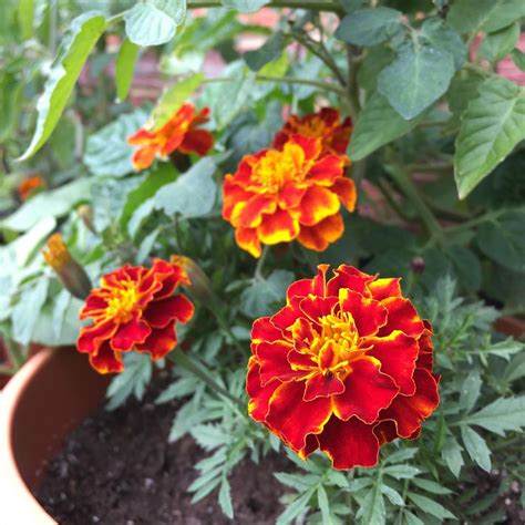 French marigold mixed Seeds - Mountain Top Seed Bank