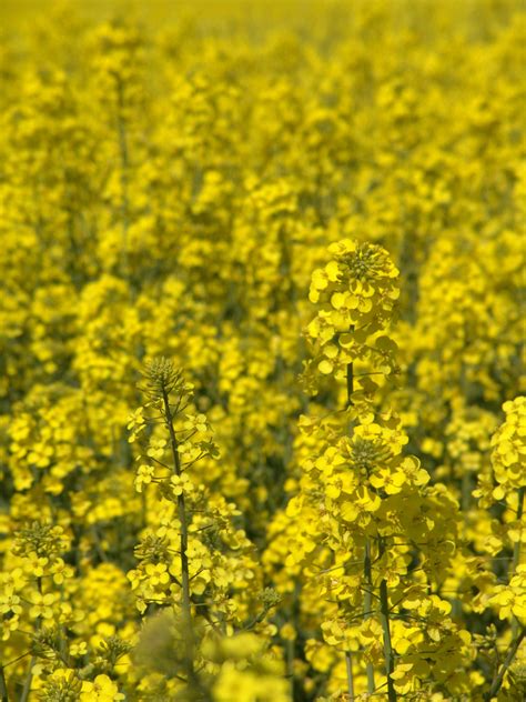 Free Images : meadow, prairie, flower, food, produce, vegetable, crop, yellow, agriculture ...