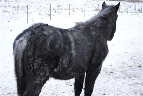 What Is A Roan Horse: Understanding Coat Patterns & Genetics