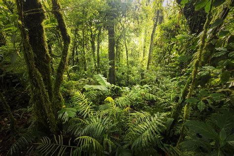 Tropical Rainforests of Costa Rica and Deciduous Forests of Northeast ...