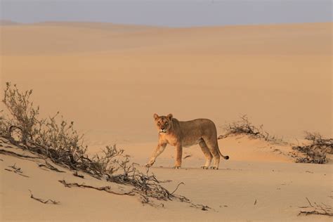 The Dunes of Namib - Swain Destinations