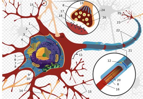 Schwann Cell - Physiopedia