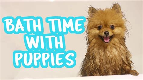 BATH TIME WITH MY PUPPIES!! - YouTube