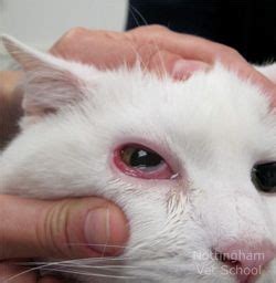 Conjunctivitis (Pinkeye) in Cats - Types, Symptoms, Causes and Treatments | Kitten eyes