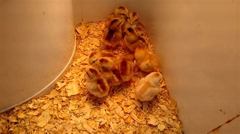 Ideal Hatchery review | Page 5 | BackYard Chickens - Learn How to Raise ...