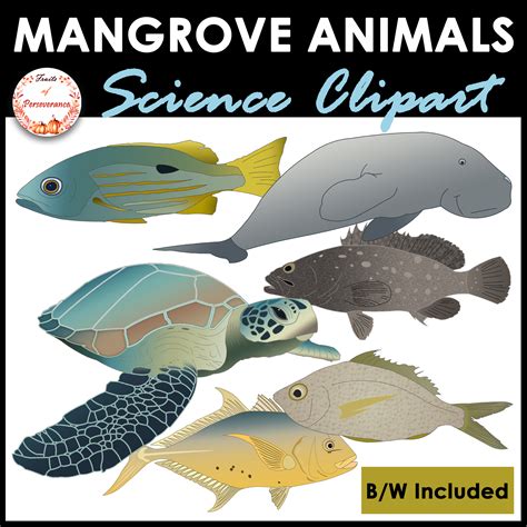 Aquatic Animals Clipart Images