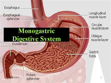 Monogastric Digestive System 12232021 1 Different Digestive Systems