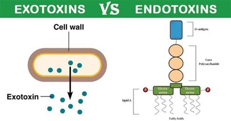 Exotoxins vs Endotoxins- Definition and 29 Major Difference