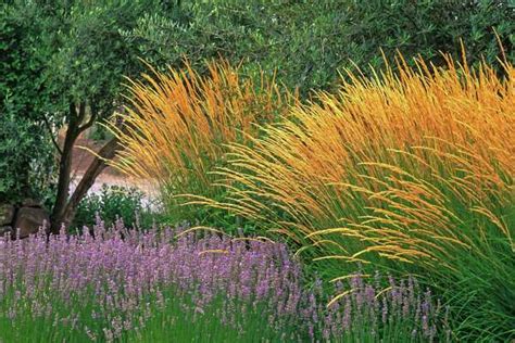 Ornamental grasses capture attention with easy beauty, easy care ...