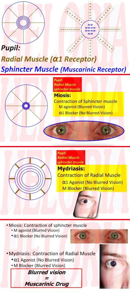 Mydriasis: What Is It, Pronunciation, Causes, Glaucoma Risk, 52% OFF