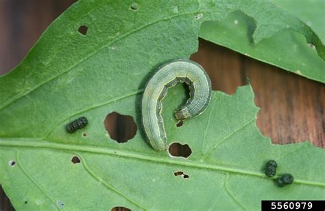 Armyworms - Agricultural Biology