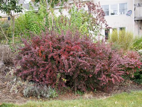 The Garden of Eating: Japanese Barberry