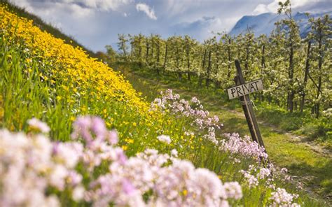 The Best Thing About Spring in Norway? Fruit Blossoming in Hardanger!