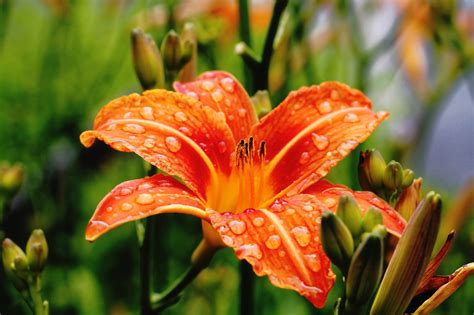 Orange Flower Free Stock Photo - Public Domain Pictures