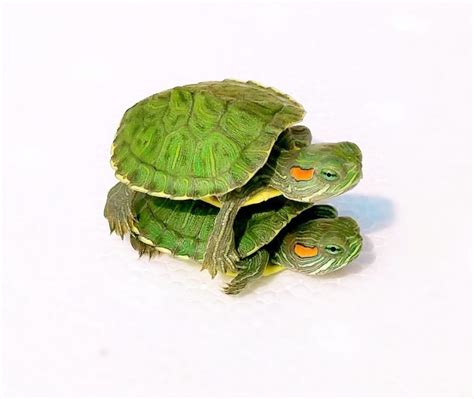 Red Eared Slider Turtle 1 Pair Home Delivery all over India