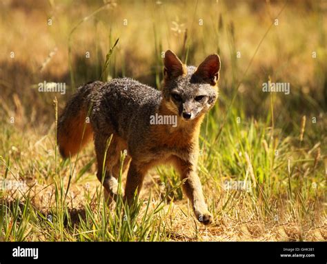 A Gray Fox running through a field Stock Photo - Alamy