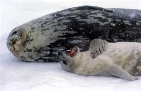 Baby Leopard Seal Pups