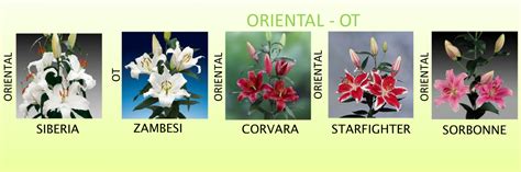 Lily Varieties