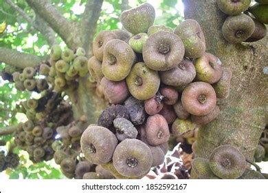 Fig Fruit Indian Fig Common Fig Stock Photo 1852592167 | Shutterstock