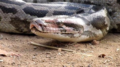 Indian Python attack, during rescue and transfer to natural habitat ...