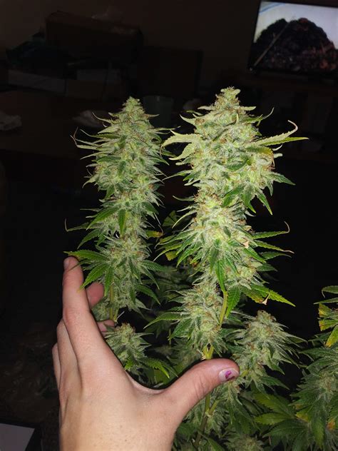 White Fire OG grow journal harvest9 by - GrowDiaries