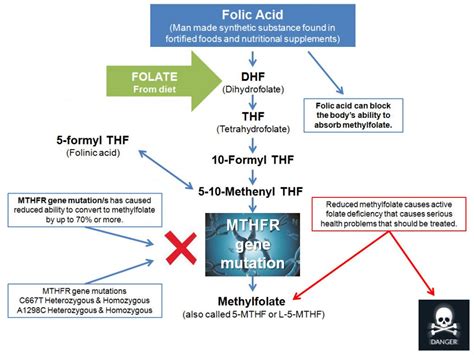 MTHFR folic acid pathway - MTHFR Gene health™