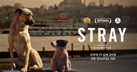 Stray | Official Movie Website | A Magnolia Pictures Film | Directed by Elizabeth Lo | Watch on ...