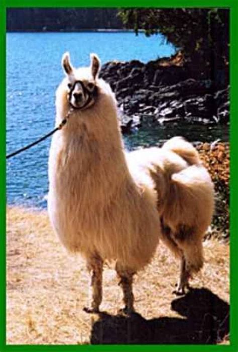 The llama is a domestic herd animal and is a member of the camelid family. Other members of this ...